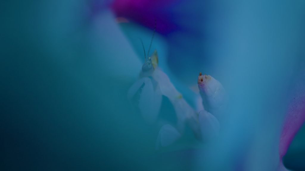 Orchis – screenshot 6, image Raphaël Molina